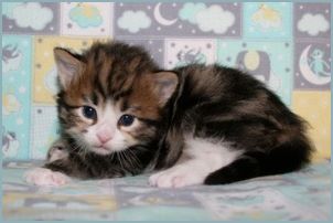 Male Siberian Kitten from Deedlebug Siberians